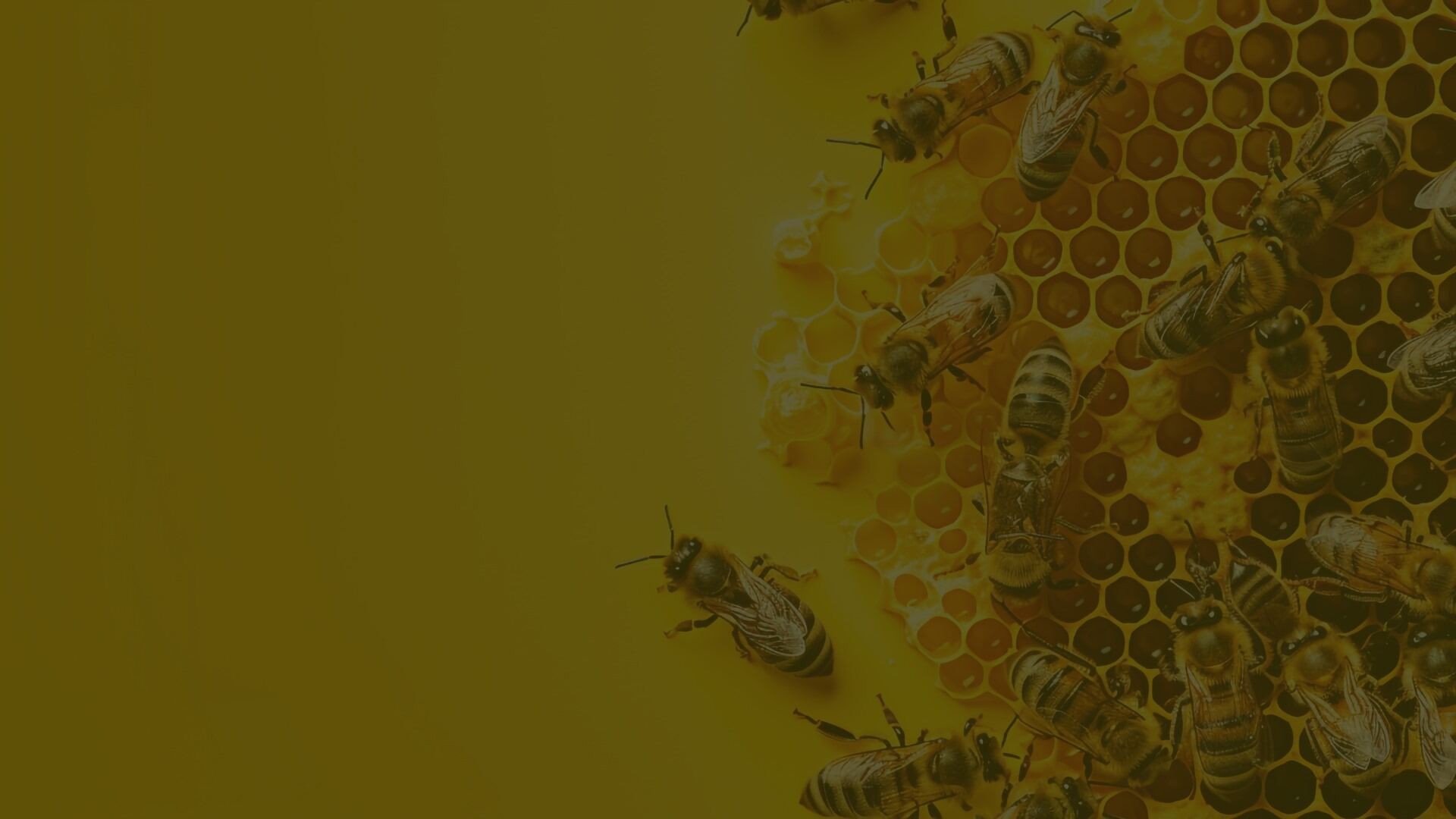 Banner image - Welcome to Appalachian Wax Works