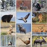 North American Wildlife