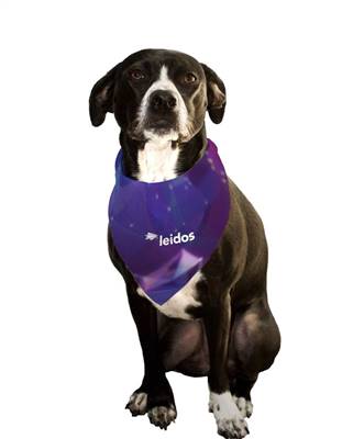 Dog bandana